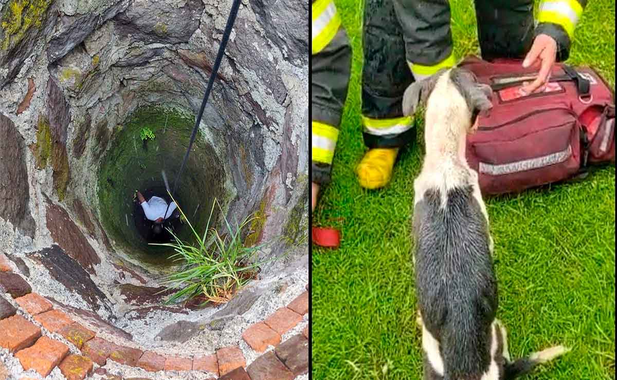 Rescatan a perrito de pozo.