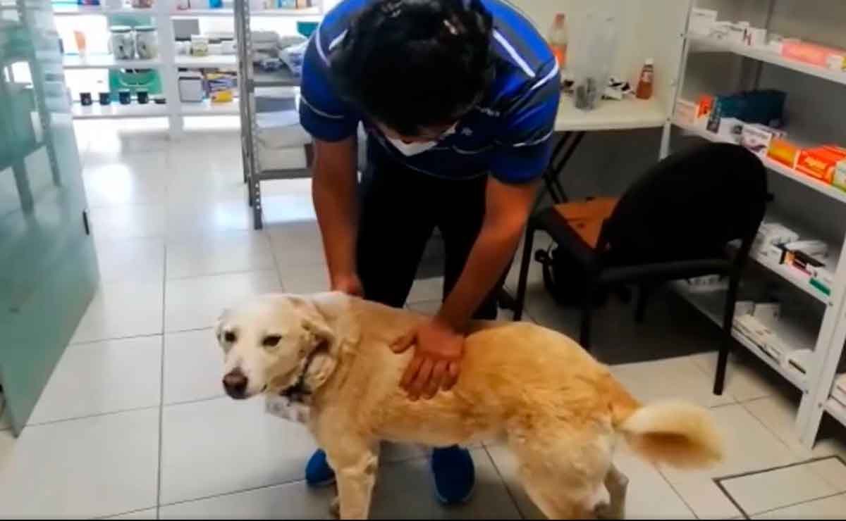 Historia viral perrito callejero