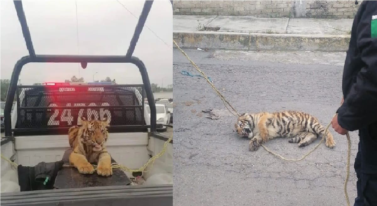 atrapan a cachorro de tigre en edomex