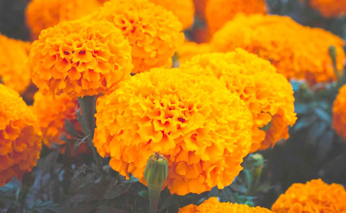 Flor de cempasuchil chino