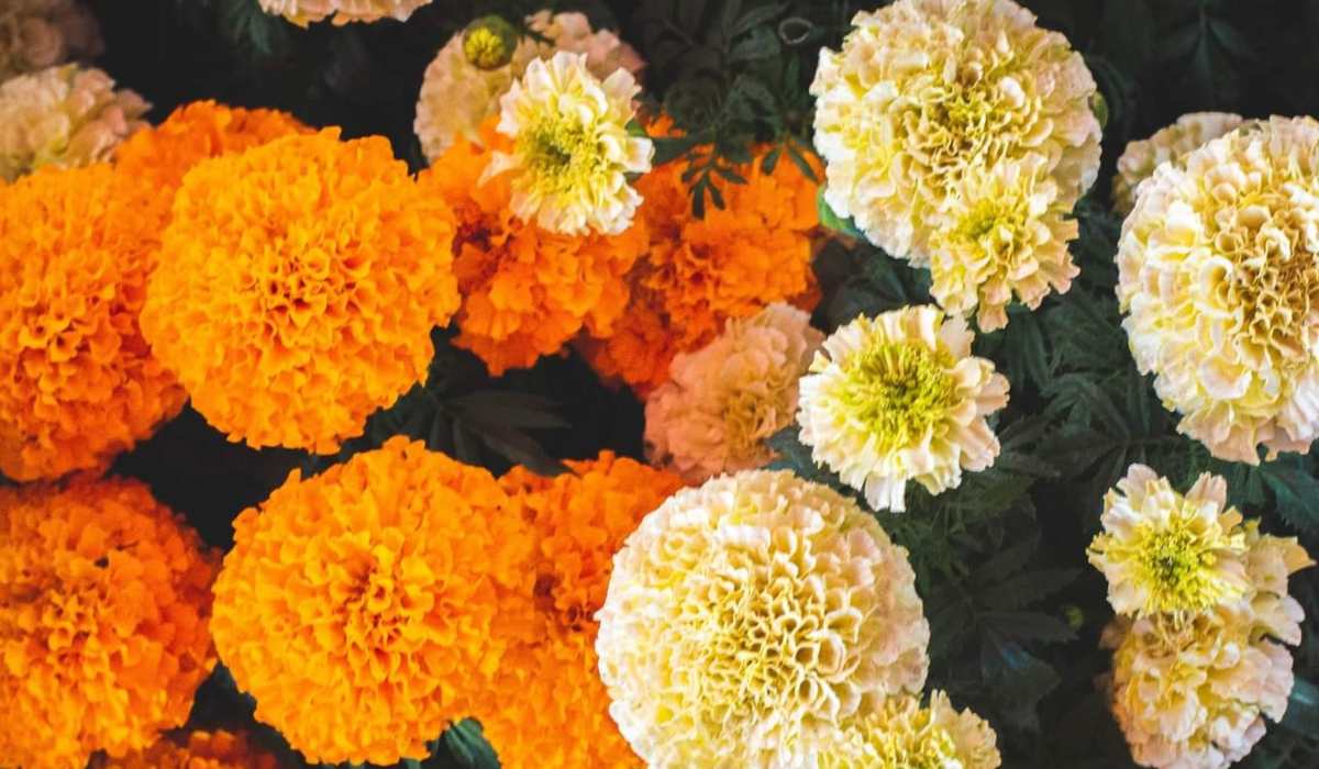 Día de muertos 2021 - Dónde comprar Cempasúchil cerca de la capital mexiquense 