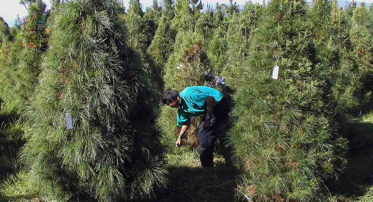 ¿Dónde puedo comprar mi árbol de navidad en el Edomex?