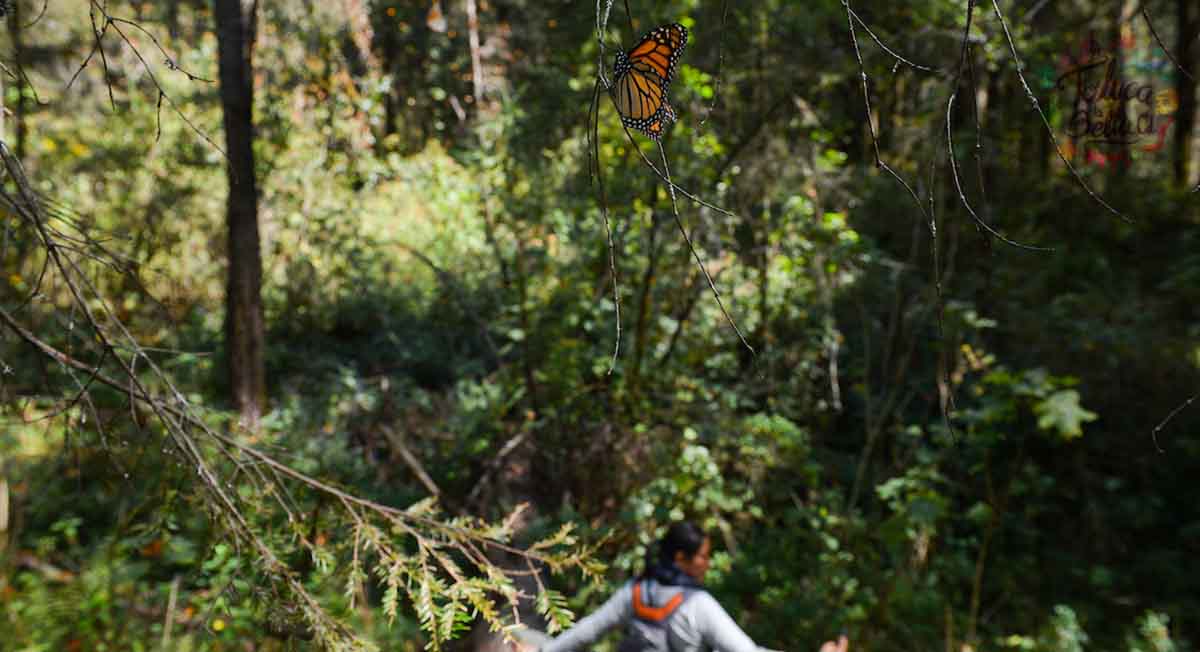 Santuario de la Mariposa Monarca, te decimos cuándo abrirá sus puertas