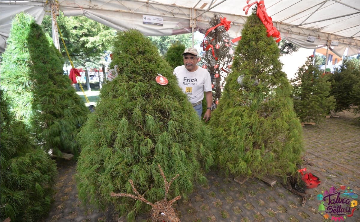 donde comprar mi arbol de navidad en toluca y metepec