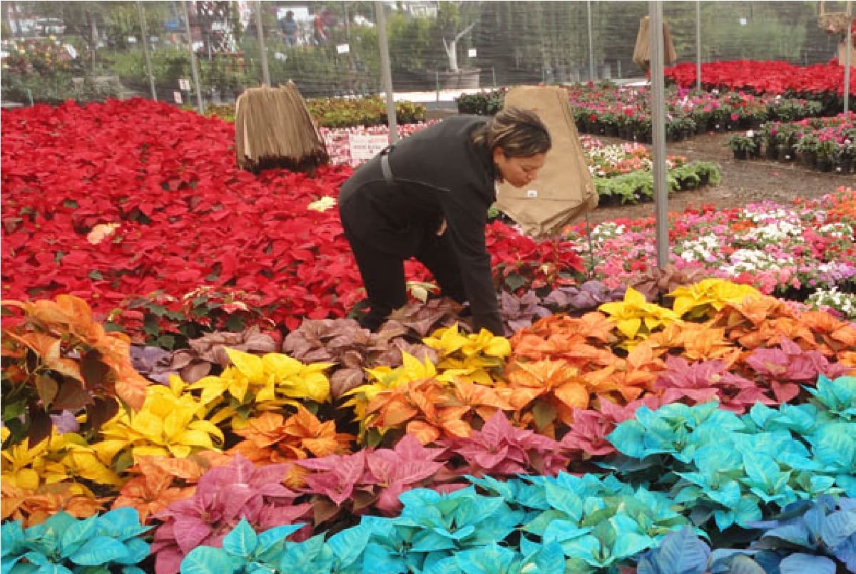 donde compro nochebuenas para navidad en toluca