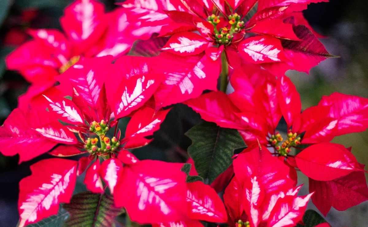 Productores de nochebuena esperan una derrama económica de 32 millones de pesos en el Edomex