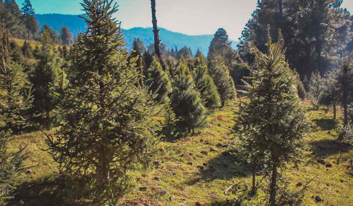 Xonacatlán, el lugar ideal para comprar tu árbol de navidad