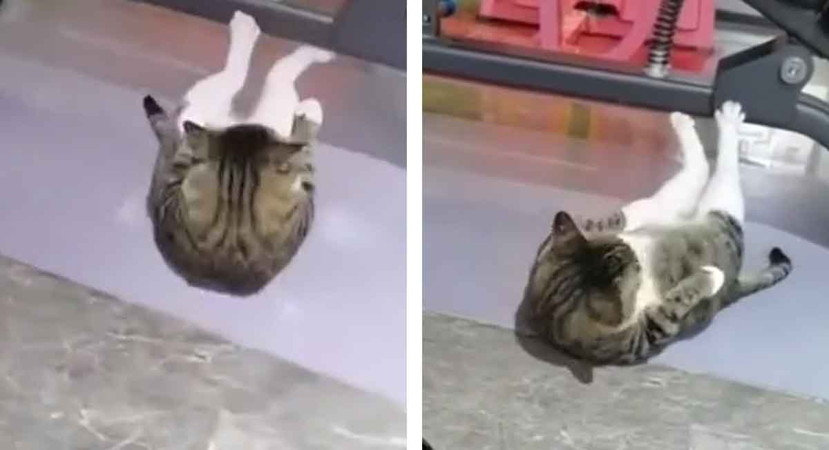 video viral de la semana de un gato haciendo abdominales en tiktok