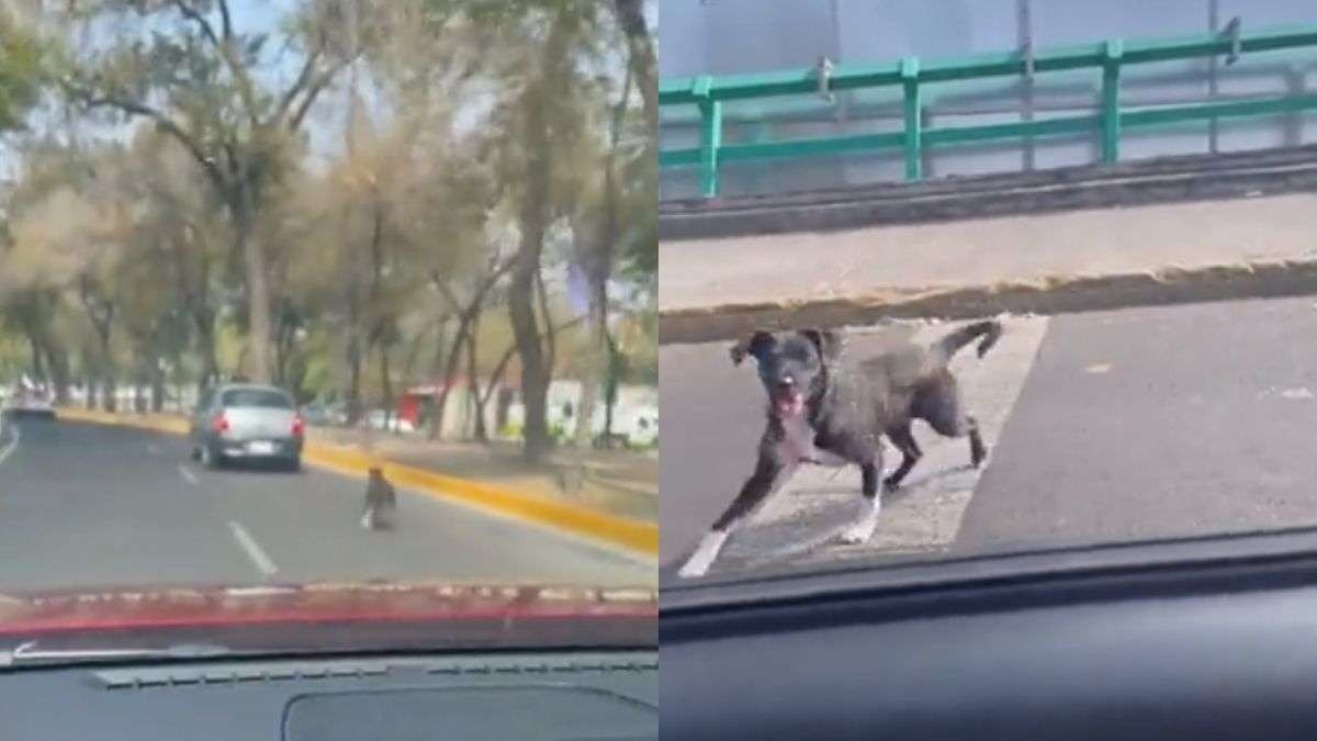 Así es como un afamilia abandona a su perro en calles de la CDMX y video se hace viral en redes