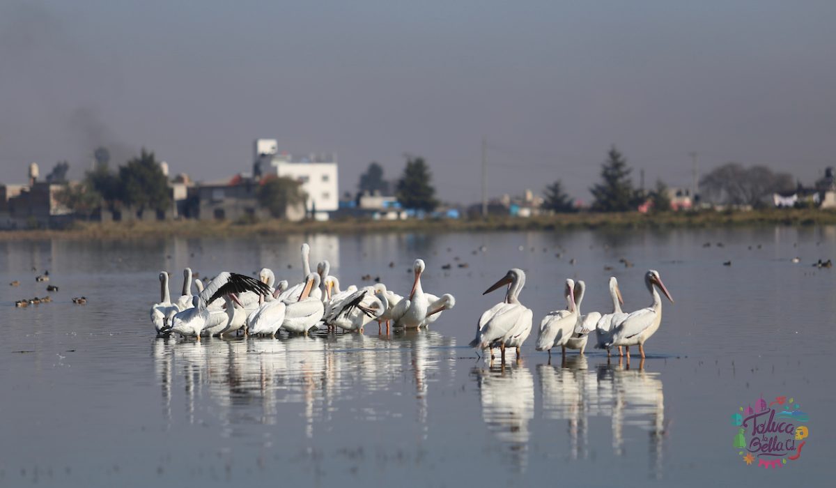 Hermosos pelícanos llegan a Toluca por primera vez 
