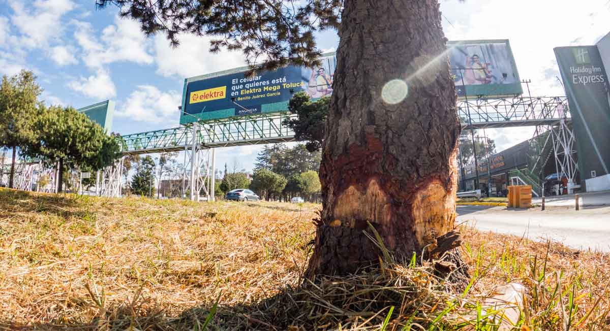 árboles sufren por ser talados por anunciantes en tollocan