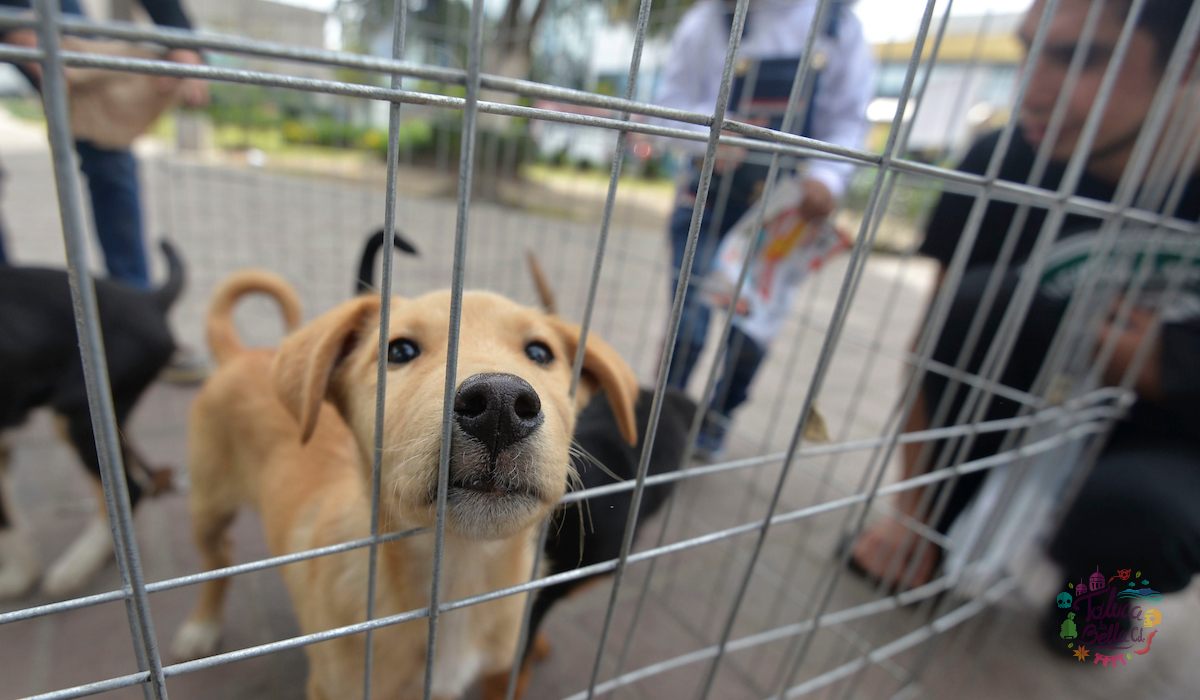 México, el país número 1 en abandonar perros de América Latina 