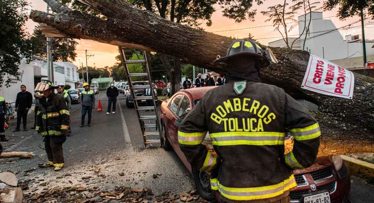 bomberos toluca atienden la caida de un árbol en la colonia unviersidad de toluca