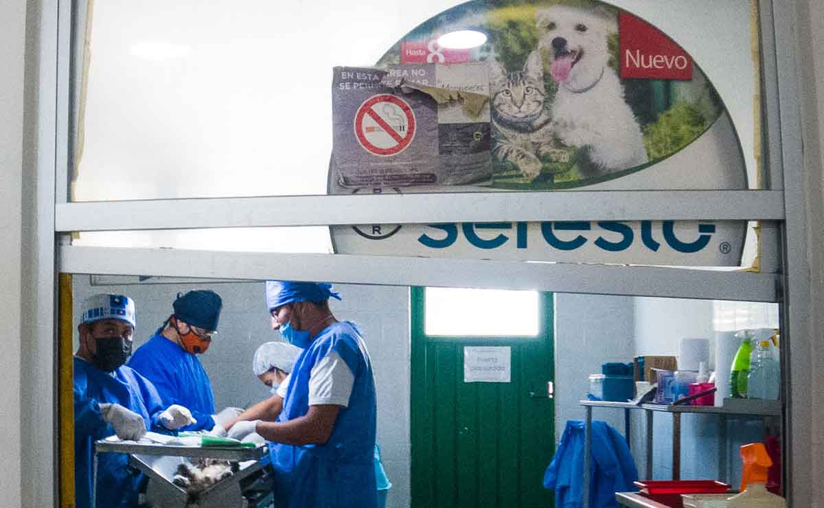 Esterilización en el centro de control y bienestar animal de toluca