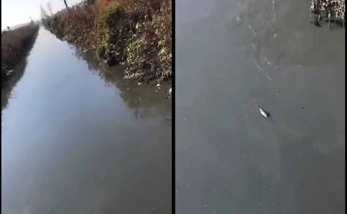 Extraña criatura aparece en canal de aguas negras en Edomex