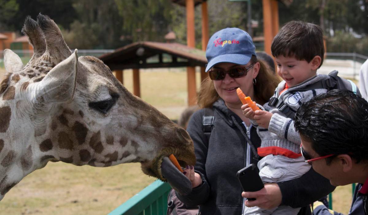 amilia mexiquense ofreciendo comida a una jirafa