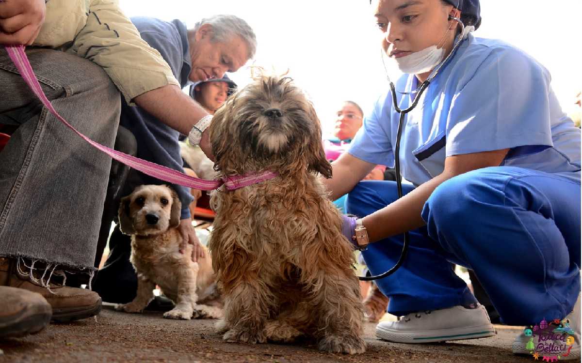 perrito esperando su turno en campaña de esterilización gratuita toluca 2022