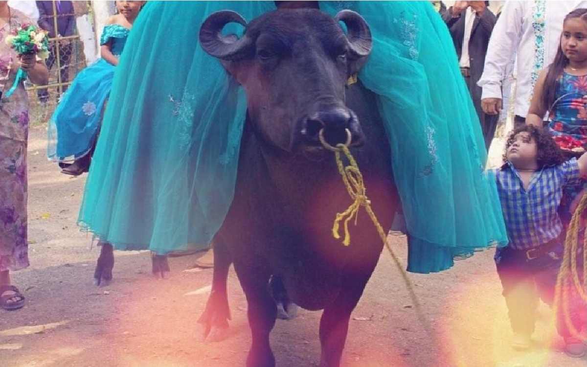 quinceañera montada en bufalo se vuelve historia viral