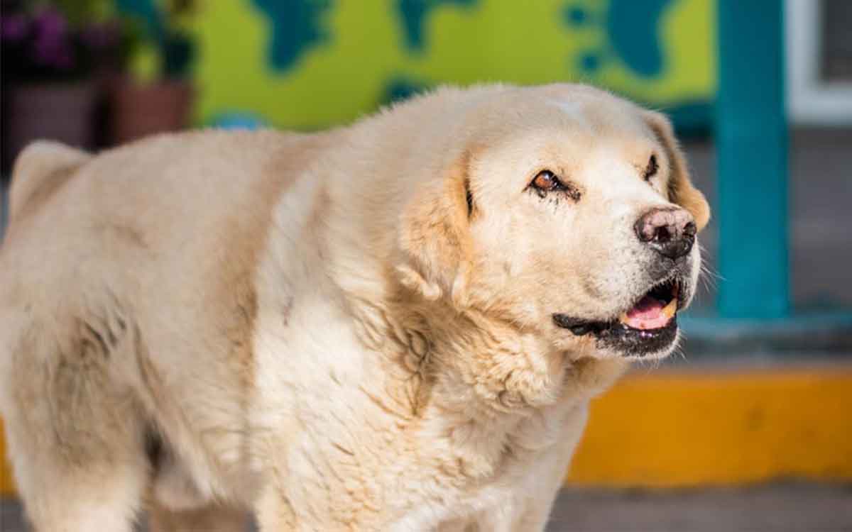 perrito en campaña de esterilizacion gratuita para mascotas uaemex 2022