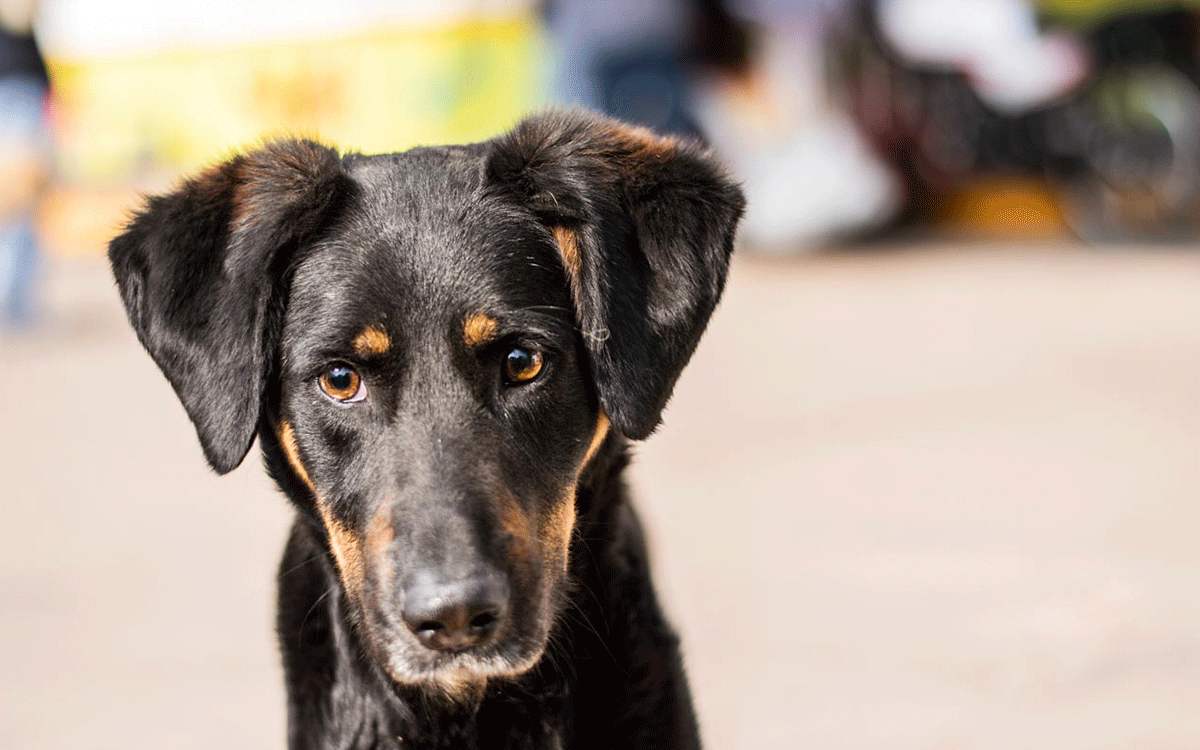 perrito en campaña de esterilizacion gratuita en toluca