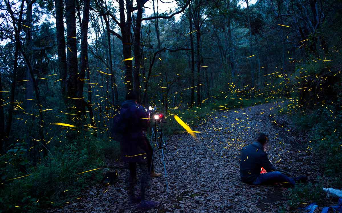 camino bosque esmeralda en edomex bosque de las lúciernagas