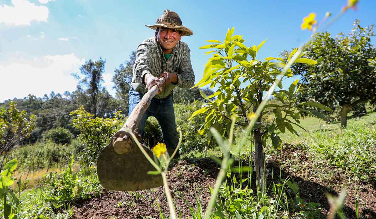 Si te interesa formar parte del Programa Sembrando Vida 2022, dale un vistazo a los documentos y requisitos y obtén 5 mil pesos mensuales.