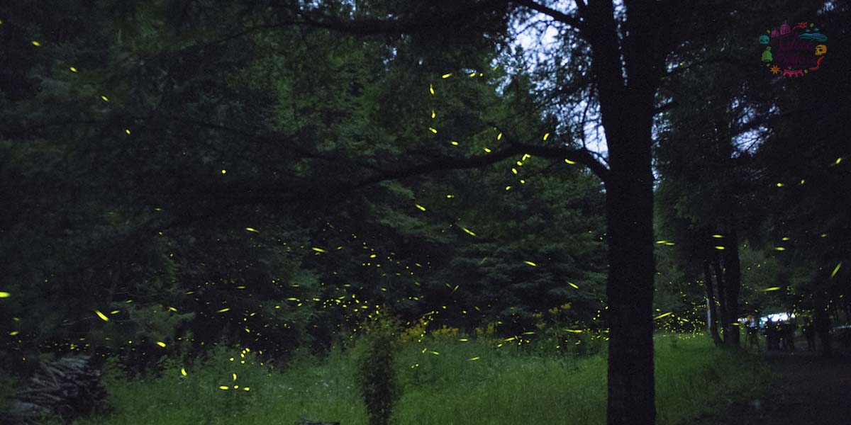 Festival de las luciérnagas Edomex ¿Cuándo y dónde ocurrirá?