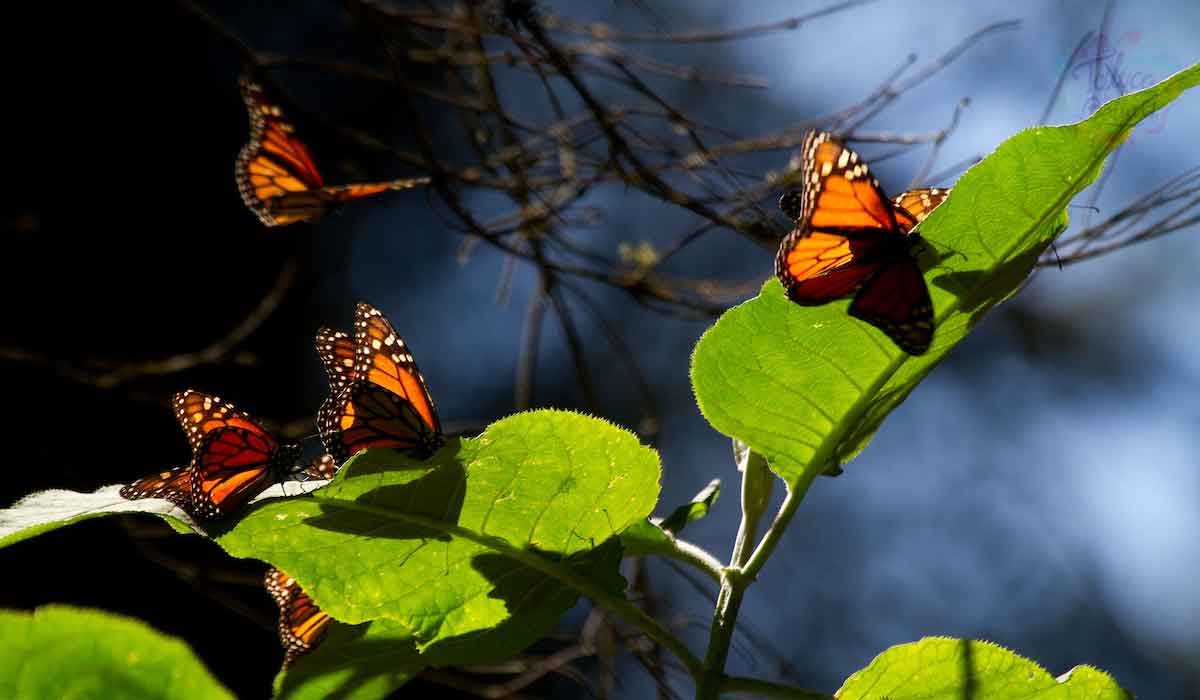 Proteger el ambiente y embellece la Ciudad de Toluca. Regístrate al programa: ¡Polinizando Toluca Florece! Checa las bases de la convocatoria.