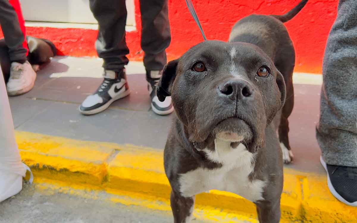 perrito en campaña de esterilizacion gratuita en toluca