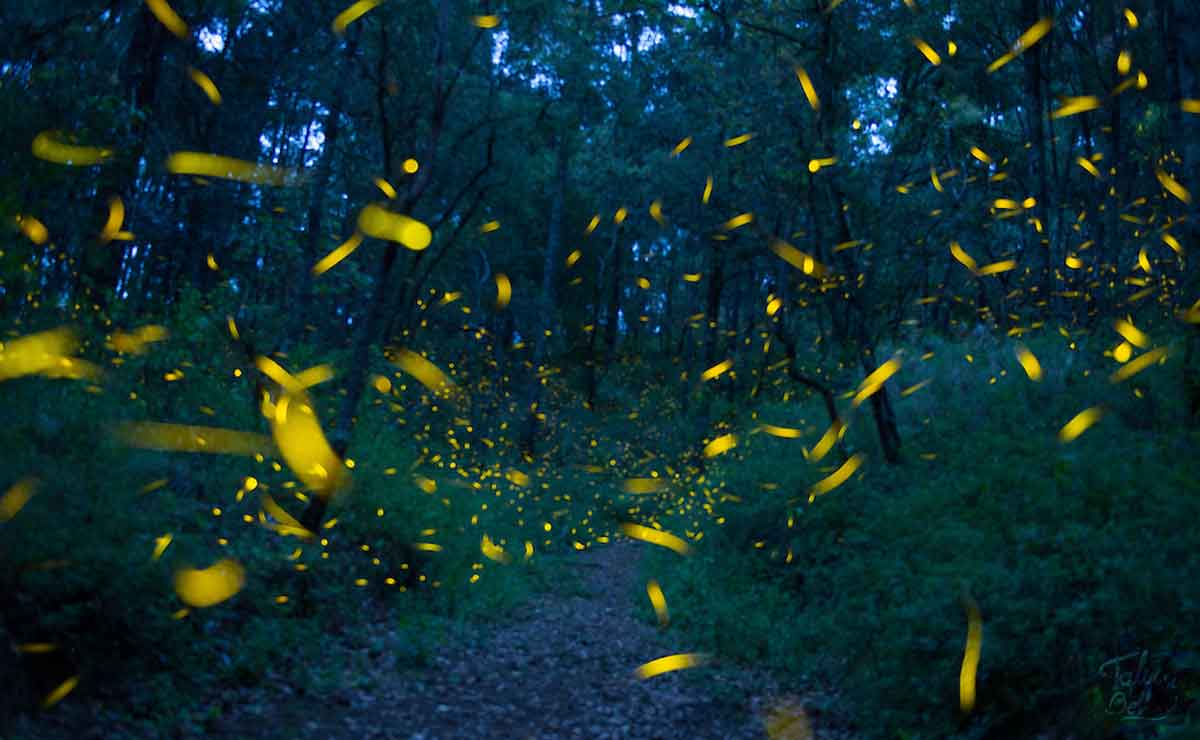 Fotografía de luciérnagas en el Edomex