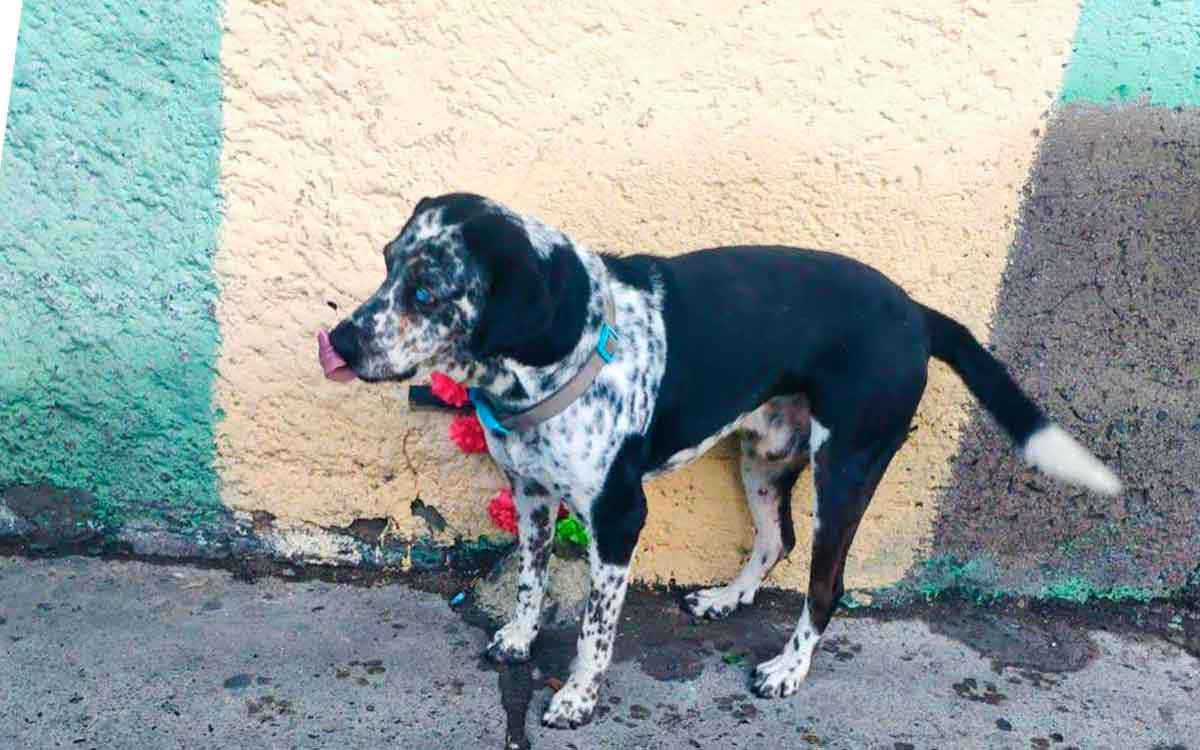 perrito viral de toluca