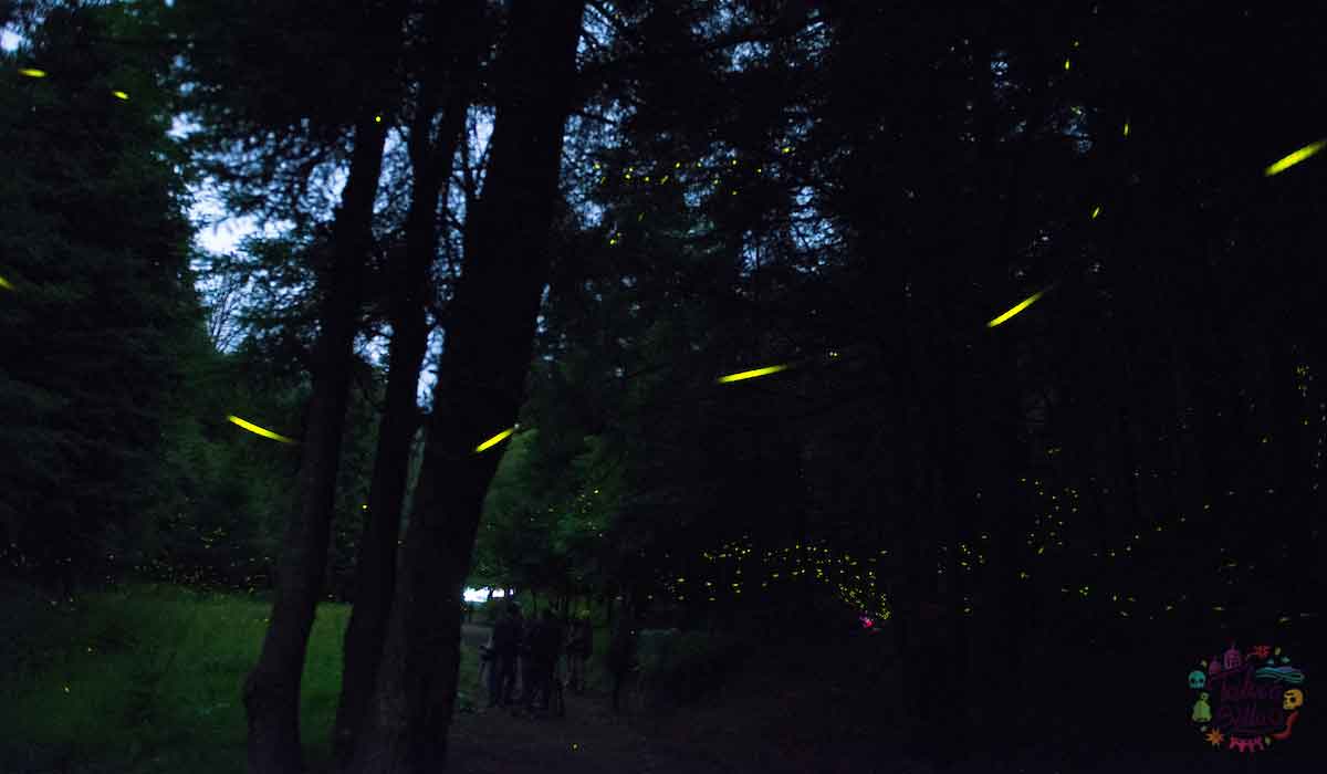 ¿Te gustan las Luciérnagas? La temporada está por comenzar, dale un vistazo a estos santuarios donde podrás observarlas, ¡te sorprenderás!  