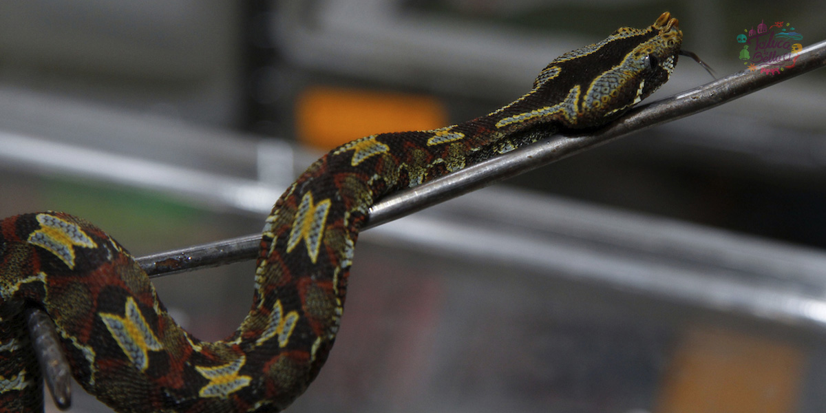 Festival de la serpientes Toluca ¿Cuándo se llevará a cabo?