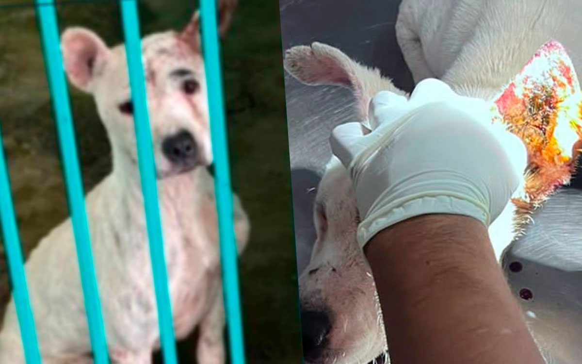 poblacion de toluyca exige atencion y respuestas a raymundo carbajal por falta de atencion de perrita