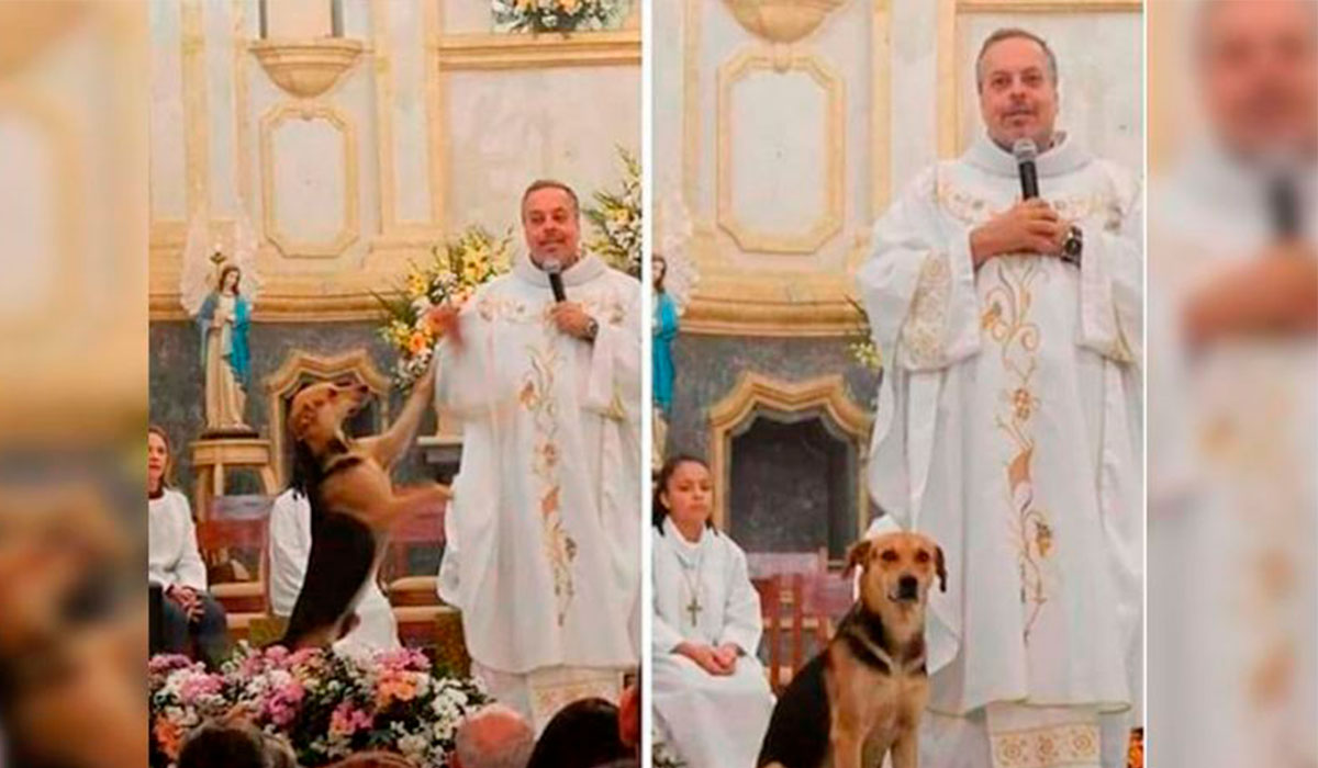 Sacerdote rescata lomitos de la calle y se gana el corazón de la gente