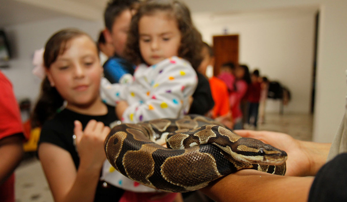 Precios y dónde visitar el Primer Festival Mexicano de las Serpientes en Toluca