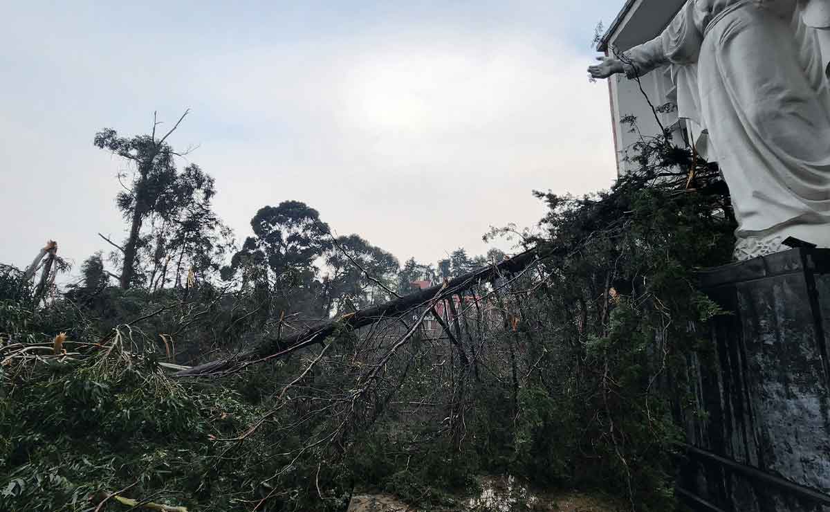 Árbol caído en las instalaciones del seminario de Toluca