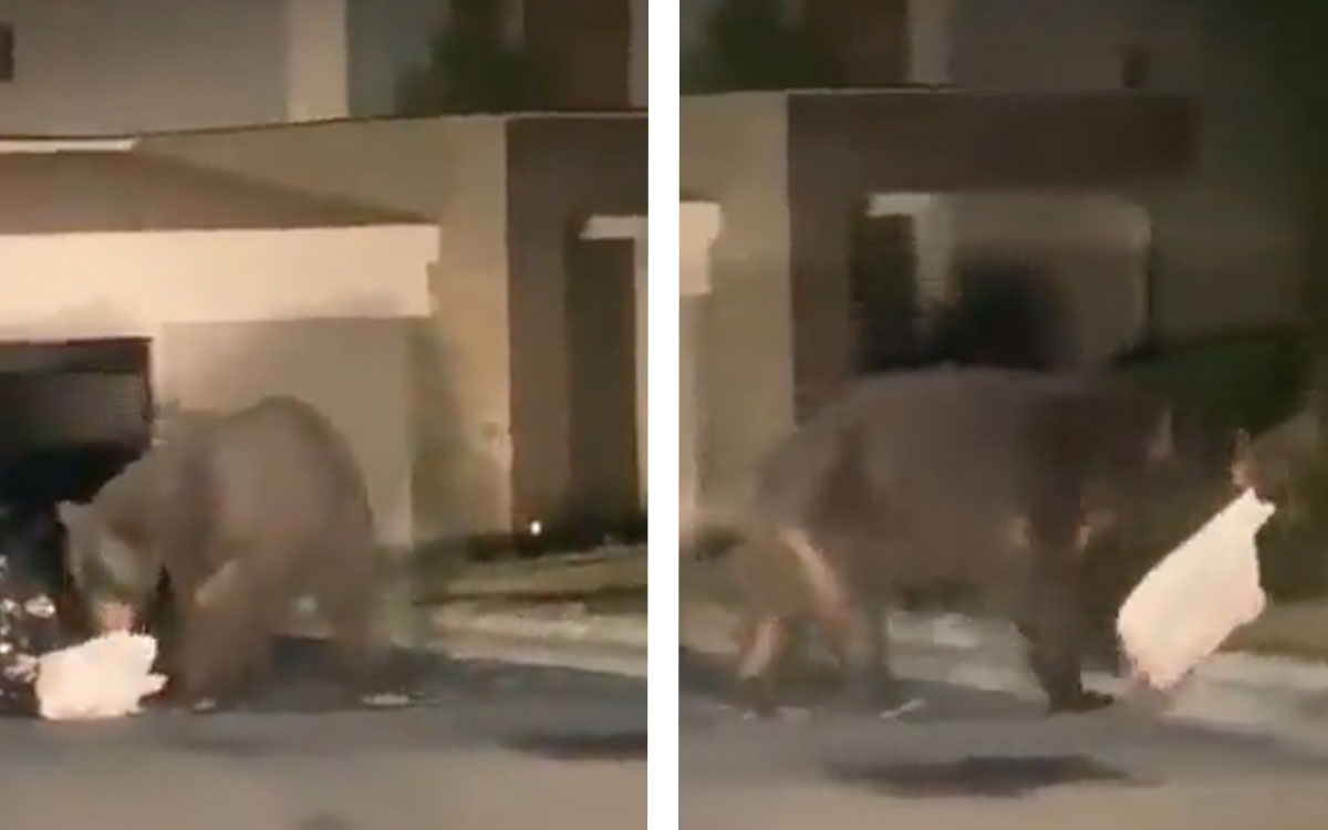 video se aparece en monterrey