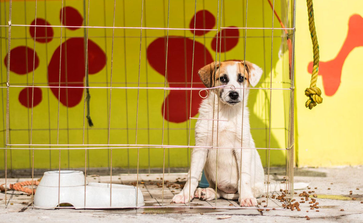 perrito enjaulado en el centro de control animal en toluca