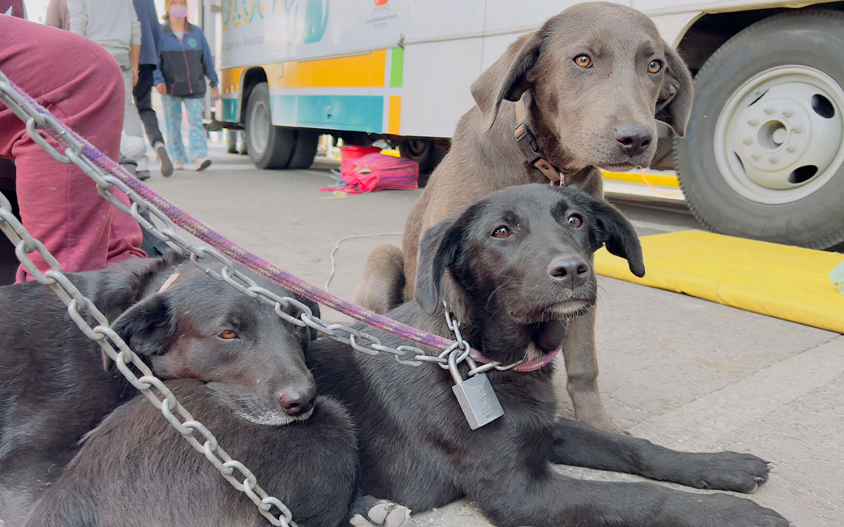mascotas en campaña de esterilizacion gratis en toluca 2022