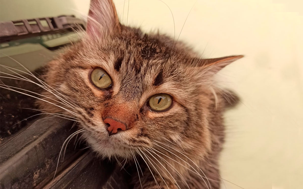 donde esterilizo gratis a mi gato en toluca