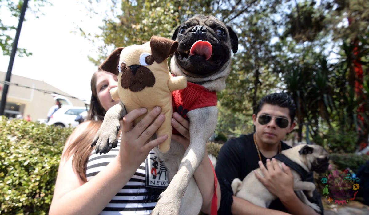 ¡Ponle el disfraz a tu lomito!, Habrá caminata del terror 2022 en Toluca