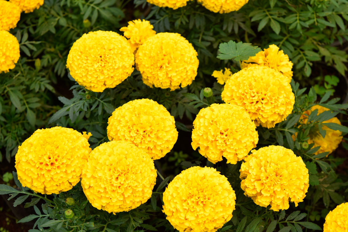 Puente Día de Muertos 2022