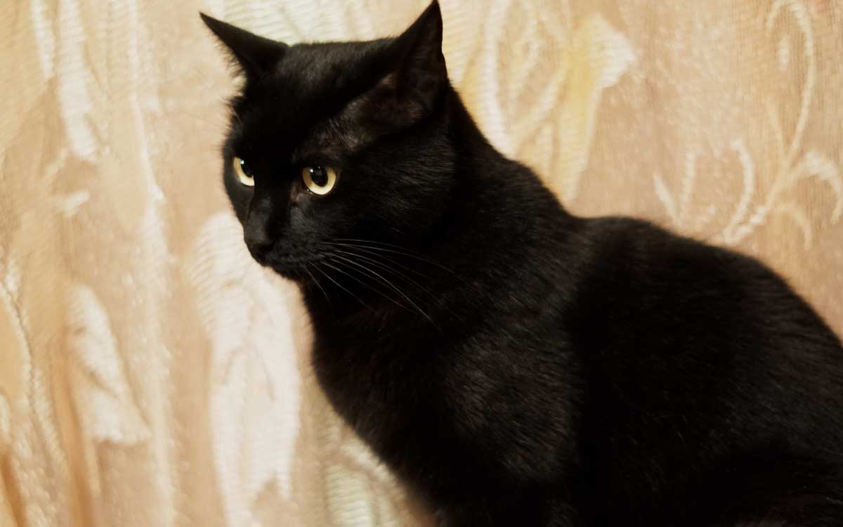 halloween y dia de muertos