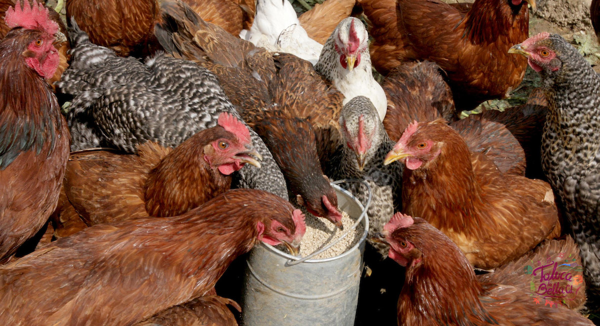 gallinas aliemntandose en su corral