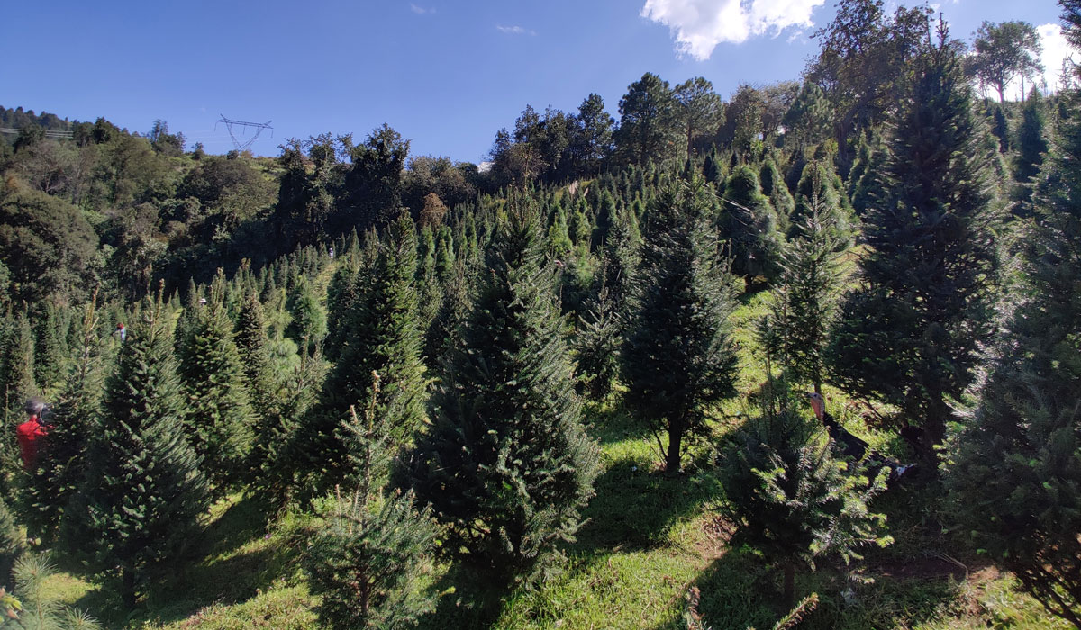 ¿Ya estás listo para adornar tu hogar? Checa el mapa interactivo de los Centros de Venta de Árboles de Navidad en el EdoMéx para este 2022.