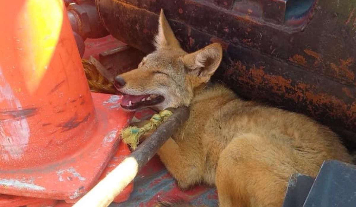 ¿Otro más?, Coyote es capturado en delegación de Toluca