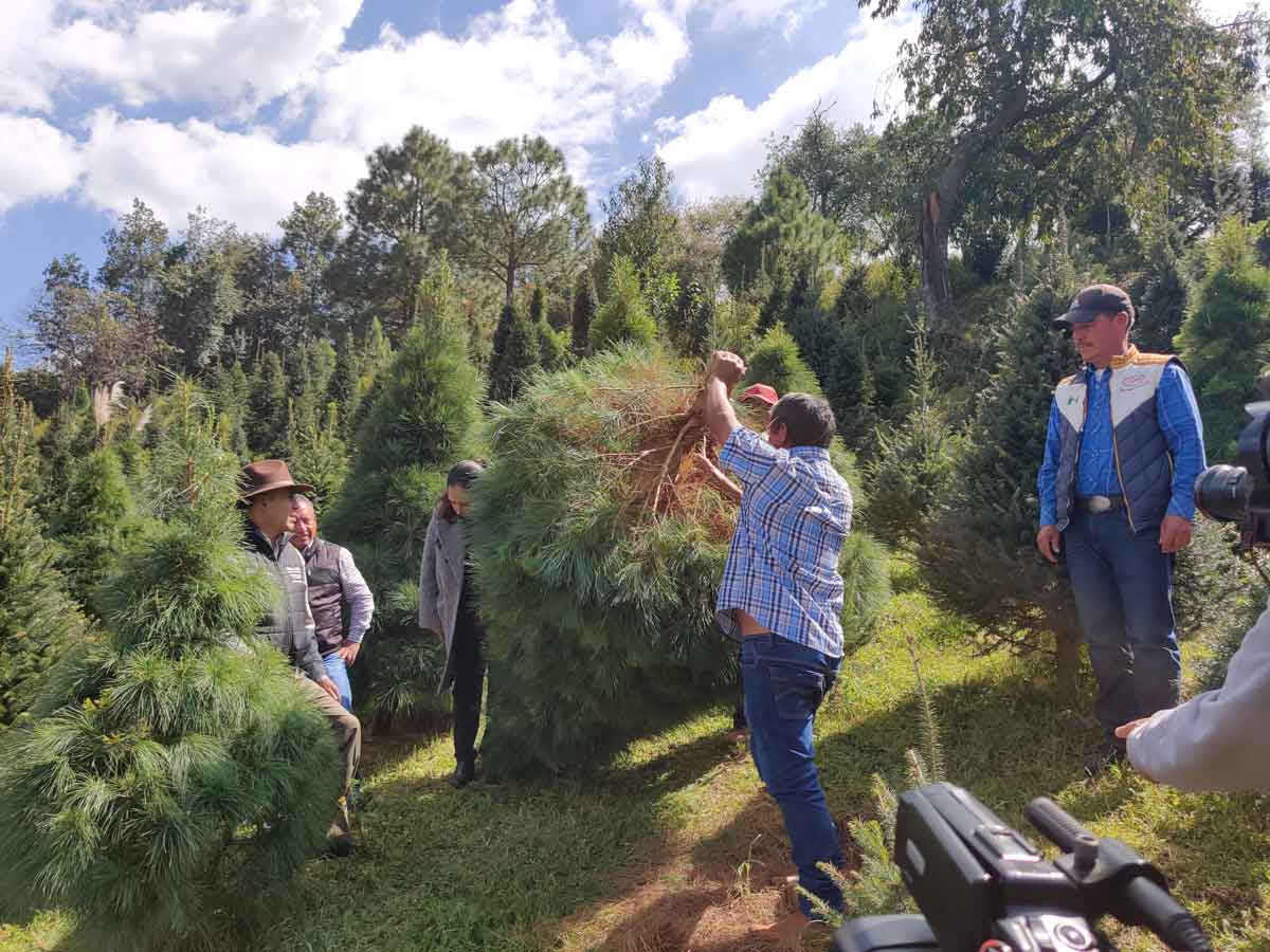 venta de árbol de navidad en xonacatlán, estado de méxico