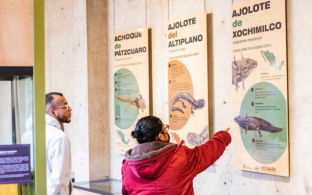 precio general del ajolotario de toluca