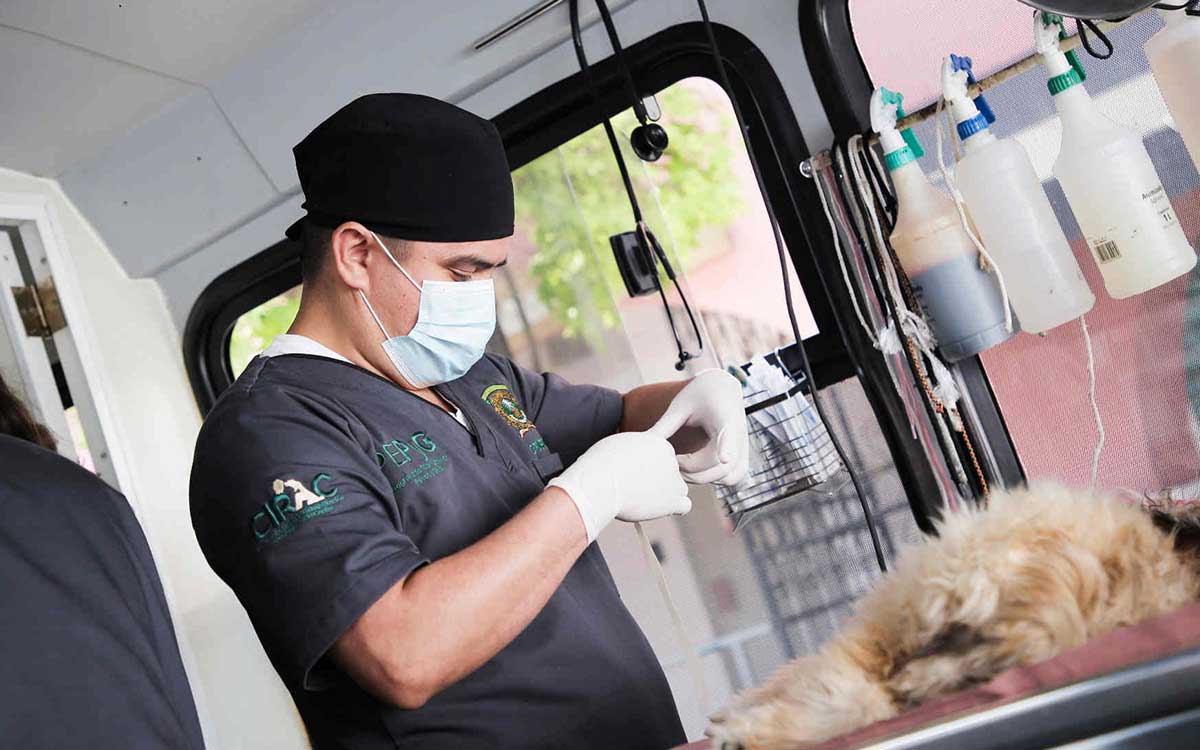 esterilización gratuita perros y gatos toluca